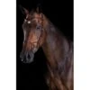 Collegiate Comfitec Training Bridle - Brown 2 Collegiate Comfitec Training Bridle - Brown -Ovation Sale Shop 304611 800 800