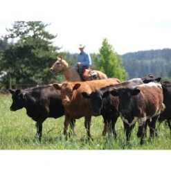 Toklat RanchBoss Western Fleece Cinch - Brown -Ovation Sale Shop 547719 800 800