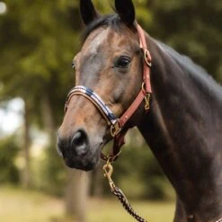 Horze Terrazzo Neoprene Lined Halter With Crystals - Smoked Paprika 4 Horze Terrazzo Neoprene Lined Halter With Crystals - Smoked Paprika -Ovation Sale Shop 695390 800 800